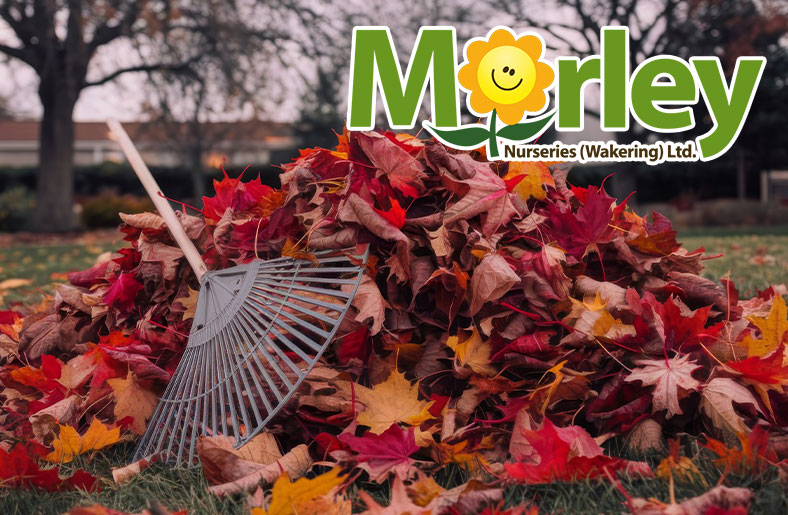 Hints and ideas for your Garden in November