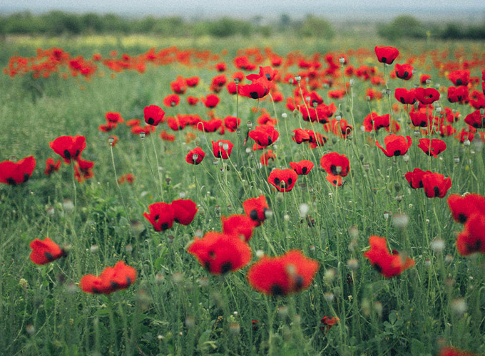 poppy