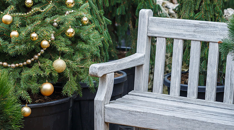 Hints and ideas for your Garden in December