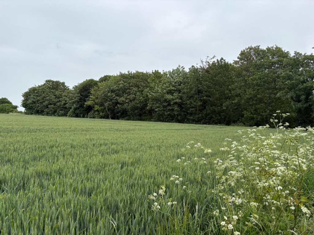 Hands Off Our Green Belt!